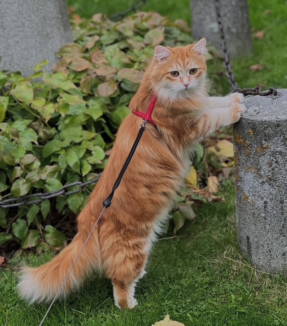 Sibirisk katt Metis